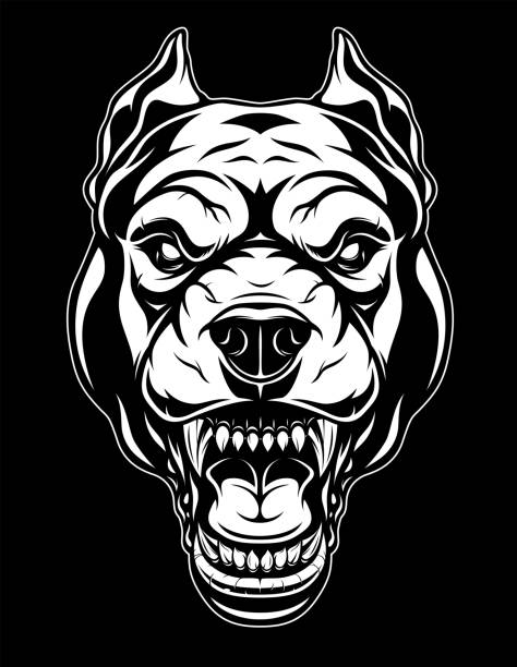 head of a ferocious pit bull grins, Vector illustration, the head of a ferocious pit bull grins, on a black background pitbull graphic stock illustrations