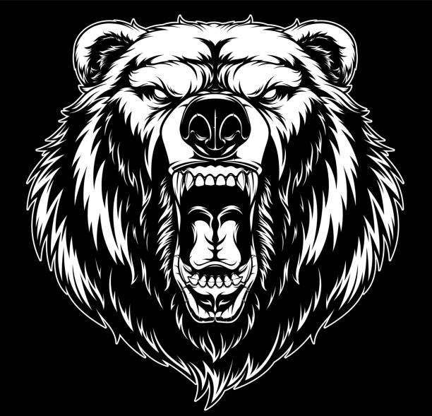 head of a ferocious grizzly bear Vector illustration, head of a ferocious grizzly bear, on a black background bear illustrations stock illustrations