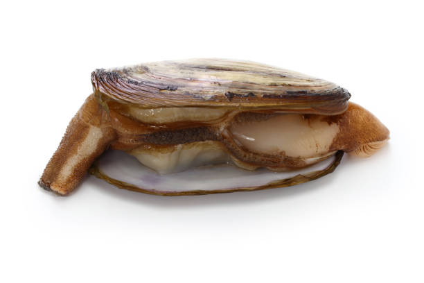 alaska razor clam, pacific razor clam, ohmizogai isolated on white background