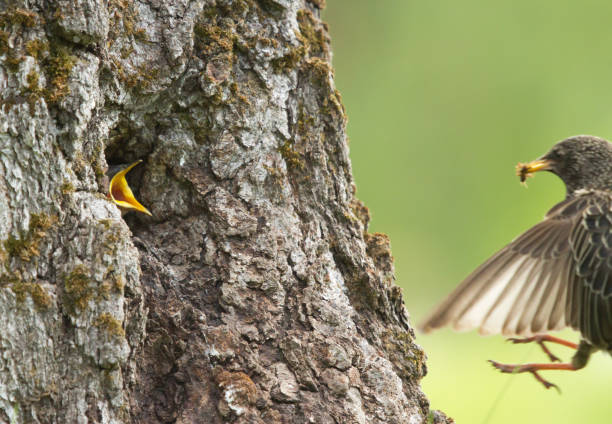 istock Common starling (Sturnus vulgaris) feeds chick from hollow 1154639591