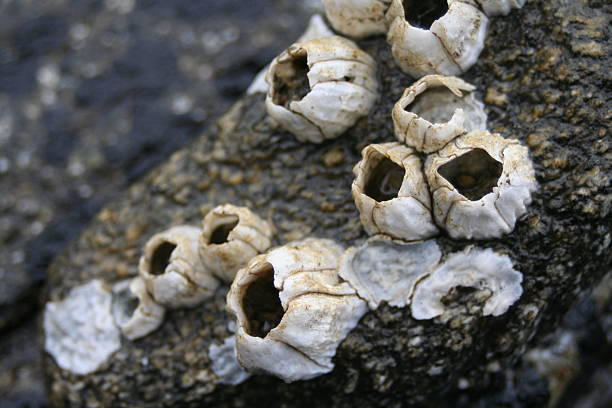 Free Stock Photo of Barnacles | Download Free Images and Free Illustrations