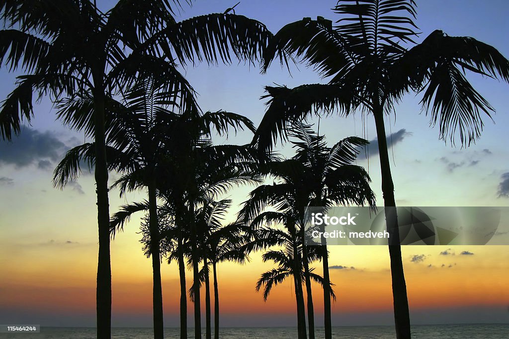 Palm tree silhouette - Foto de stock de Florida - Estados Unidos libre de derechos