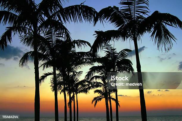 Palm Tree Silhouette Foto de stock y más banco de imágenes de Florida - Estados Unidos - Florida - Estados Unidos, Isla Sanibel, Isla