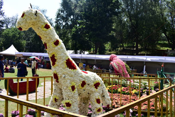 Giraffe Statue made with flowers at the 58th flower show in Kodaikanal The 10-day annual Kodai Vizha and the 58th Flower Show celebrated from May 30 to June 1 (three days) in Kodaikanal, Tamilnadu. During the festival, folk arts and dance, traditional sports, boat race and dog show would be conducted jointly by the Department of Tourism and Horticulture. kodaikanal photos stock pictures, royalty-free photos & images