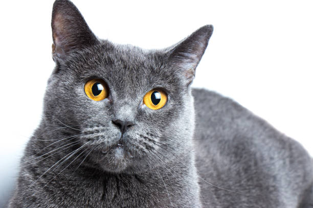istock Portrait of a british smooth-haired blue cat close-up 1154643302