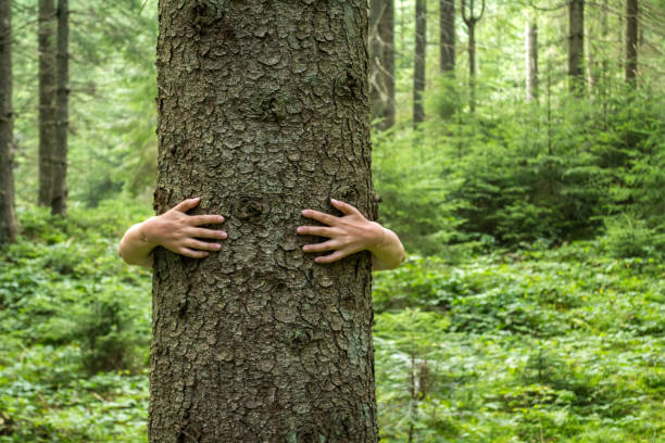 istock Women's hands hugging a tree. Love of nature 1154644687