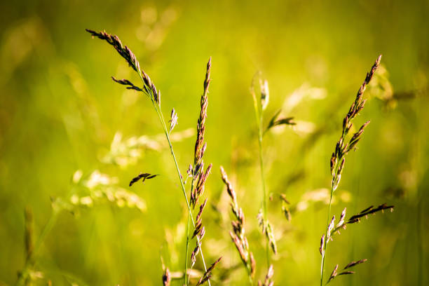 istock Grass on meadow at the sunset 1154648273