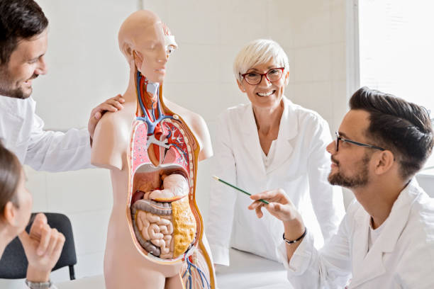 istock Students of medicine examining anatomical model in classroom 1154649156