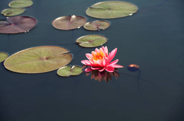 istock Floating waterlily with lilypads 1154649485
