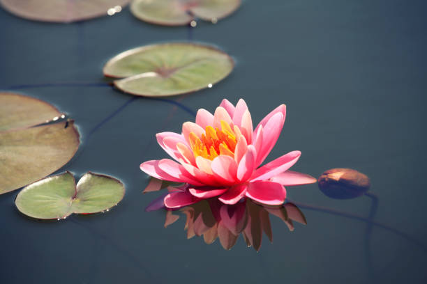 istock Floating waterlily with lilypads 1154649498