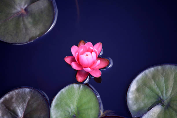 istock pink waterlily view from above 1154650046