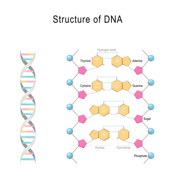 DNA structure. DNA structure. Vector diagram for your design, educational, science and medical use dna nucleotide stock illustrations
