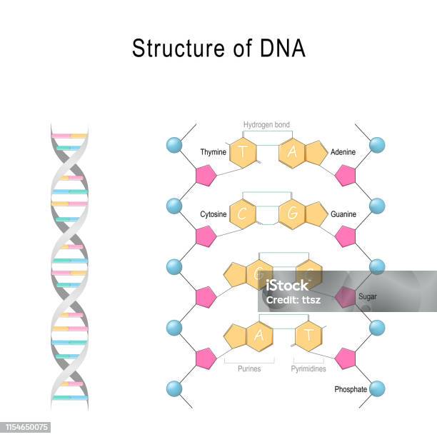 Dna Structure Stock Illustration - Download Image Now - DNA, Nucleotide, Phosphate