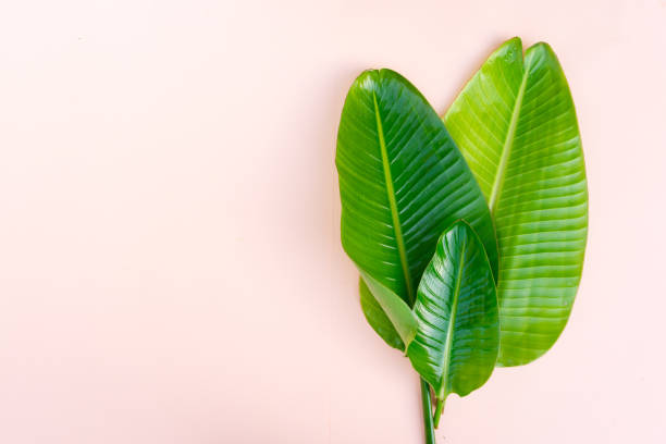 Summer flat lay top view scenery with tropical green banana leaves on pink background with copy space