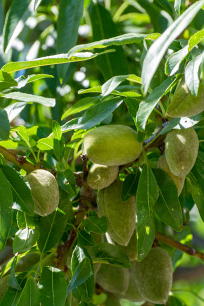 istock Young green almond nuts riping on almond tree 1154650502