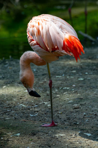 istock Pink framingo bird close up 1154653708