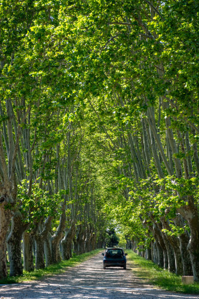 istock Scenic Provencal large old plane trees alley in summer 1154657594