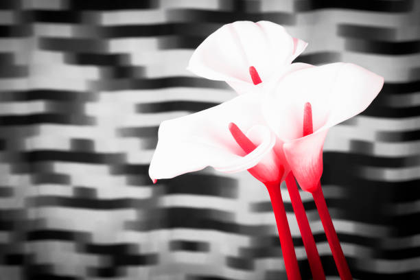 Three white red calla lily arum flowers are on black and white pattern background.