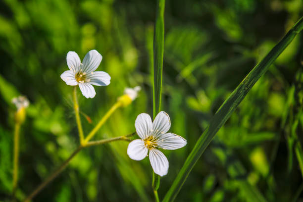 istock White summer wildflowers on a blurred background. 1154658325