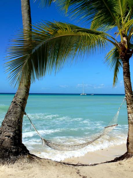 istock Hammock between palm trees on a Carribean Island 1154660424