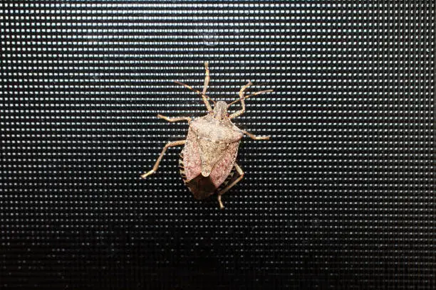 Brown marmorated stink bug / Halyomorpha halys on black