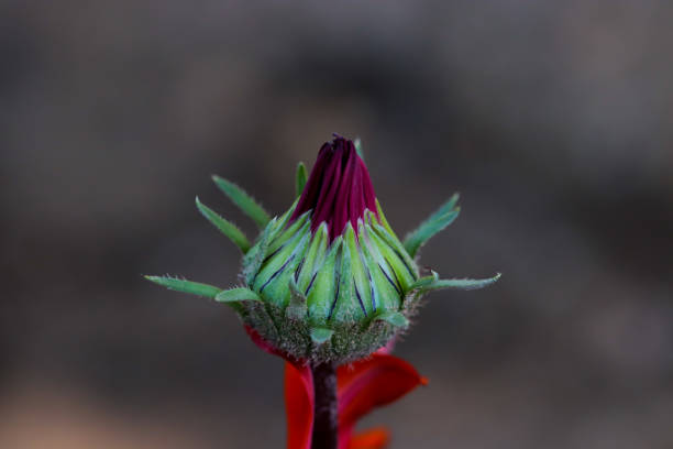 sentido - single flower flower desert new mexico fotografías e imágenes de stock