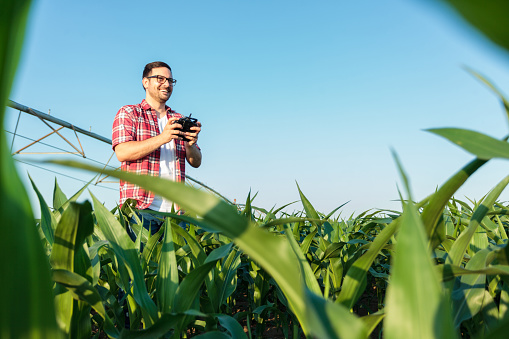 Happy young farmer or agronomist flying a drone, holding remote controller, and inspecting large corn field. Low angle view. Organic farming and healthy food production.