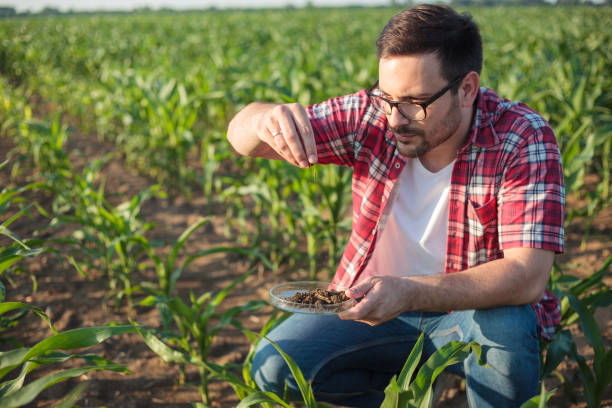 トウモロコシの農場で土のサンプルを取って、分析する深刻な若い瀬戸際か農夫 - corn crop corn genetic modification crop ストックフォトと画像