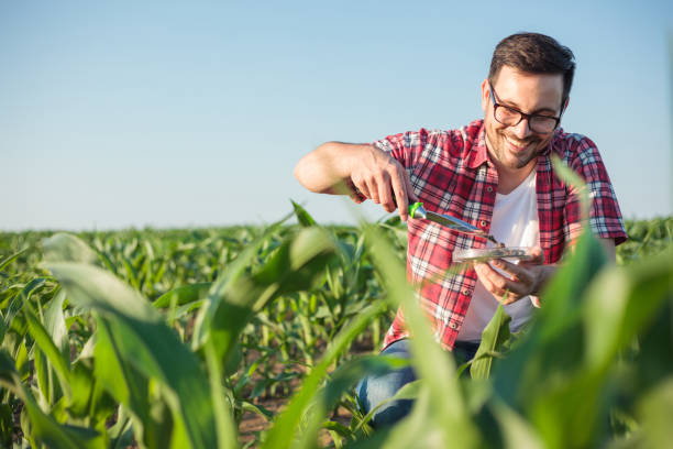 un joven agrónomo o agricultor sonriente que toma y analiza muestras de suelo en una granja de maíz - genetic modification corn corn crop genetic research fotografías e imágenes de stock