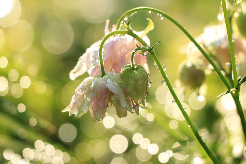 Spring colors with bokeh and drops, selective focus, Abstract early flowers on the background of bokeh at sunrise, morning dew and freshness in the garden.