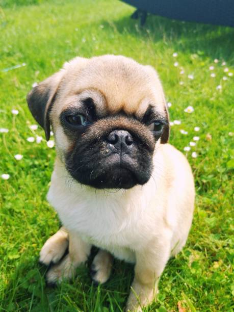 istock 5 month old pug puppy 1154667835