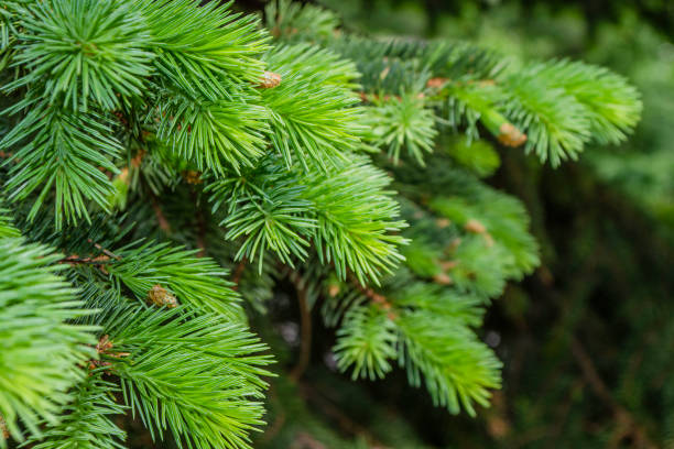istock Fir tree branch. Green pine branch close-up on green natural background. Pine tree. Abstract green pattern of pine needle. Natural beauty landscape, macro photo 1154667946