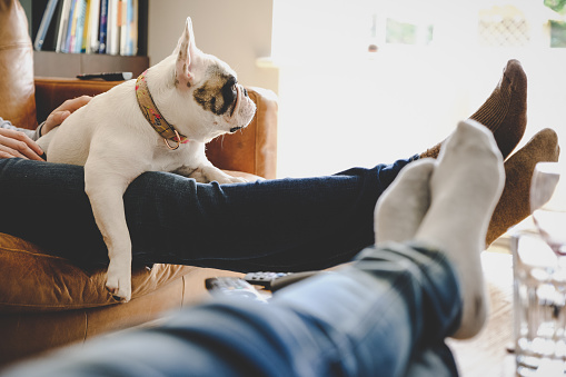 Personal perspective of dog resting on legs.