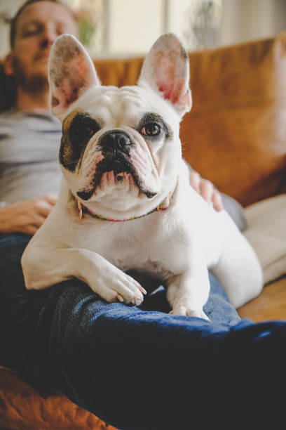 istock French Bulldog resting on man's laps 1154667994