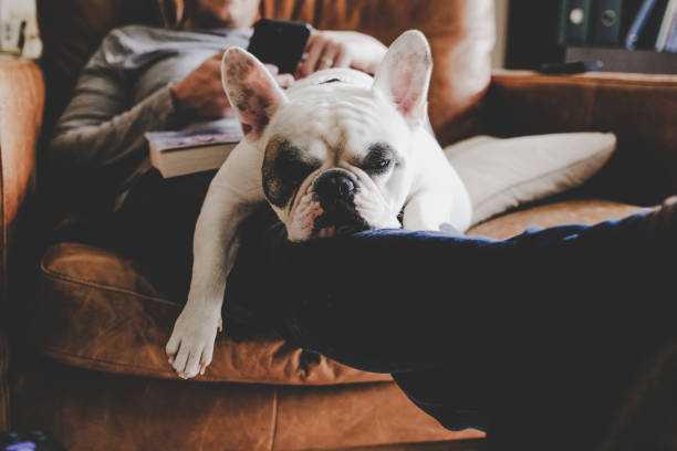istock French Bulldog sleeping on man using his smart phone 1154667996