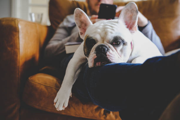 bulldog francés durmiendo en el hombre usando su teléfono inteligente - comfortable relaxation sofa men fotografías e imágenes de stock