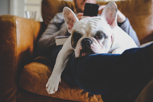 Man relaxing on sofa with his smartphone together with his Frenchie resting on his laps