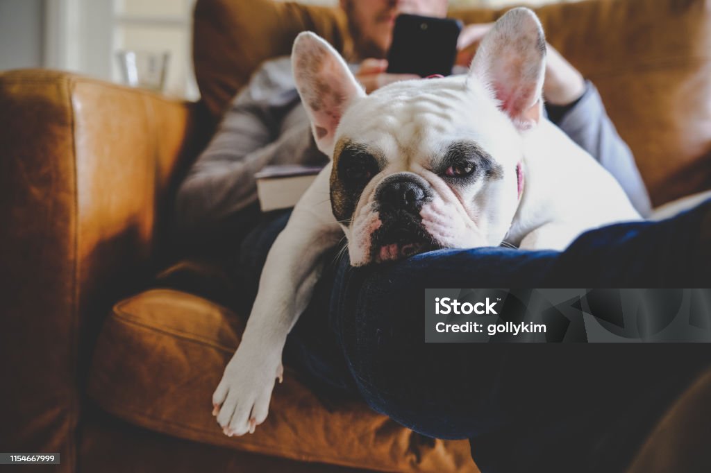 French Bulldog sleeping on man using his smart phone Man relaxing on sofa with his smartphone together with his Frenchie resting on his laps Dog Stock Photo