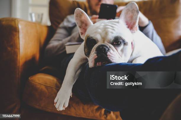 French Bulldog Sleeping On Man Using His Smart Phone Stock Photo - Download Image Now