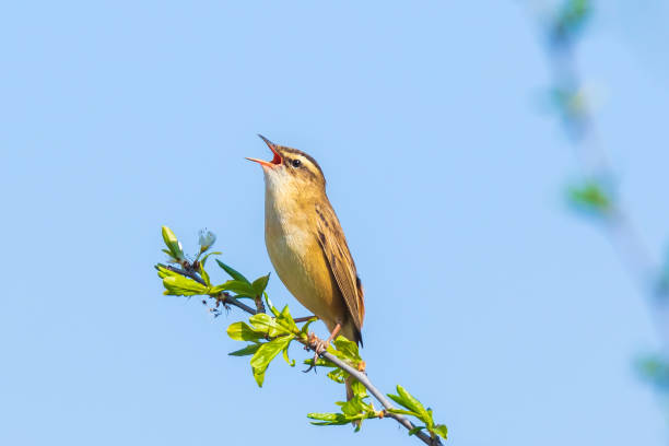 Eurasian reed warbler Acrocephalus scirpaceus bird singing in reeds during sunrise.