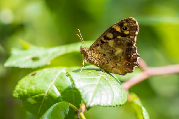 istock Speckled wood butterfly Pararge aegeria side view 1154669577