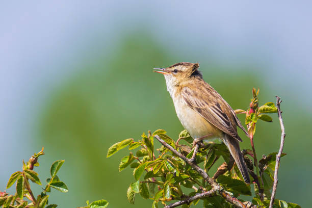 istock Sedge Warbler, Acrocephalus schoenobaenus, singing 1154669614