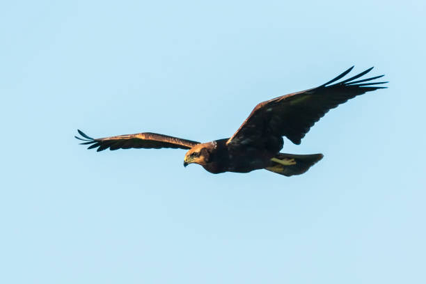 istock Western marsh harrier, Circus aeruginosus, hunting 1154670154