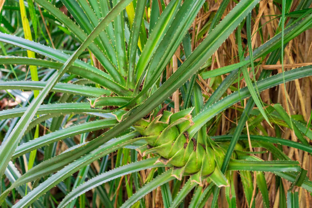 istock Tahitian screwpine a.k.a. hala tree (Pandanus tectorius) leaves - Florida, USA 1154671468