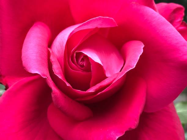 istock Fresh and soft red vibrant rose petals blossoming up 1154673015
