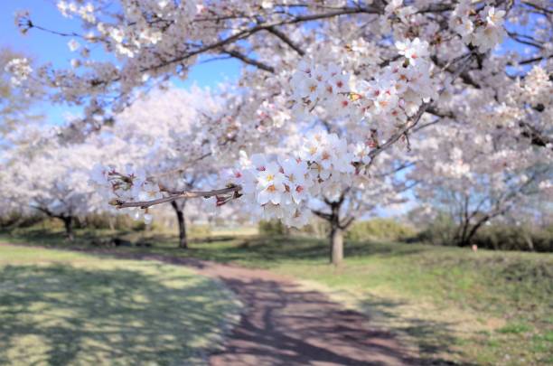 Beautiful cherry blossoms in the park, Japanese spring stock photo