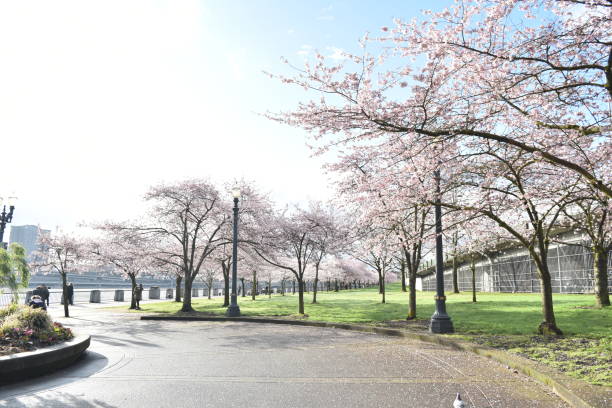 istock Bright sunny morning cherry blossoms 1154678306