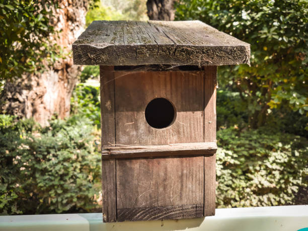 Nest box in wood for birds