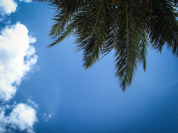 istock Blue sky background with clouds and branches of palm trees. Lanzarote, Canarias. Spain 1154678467
