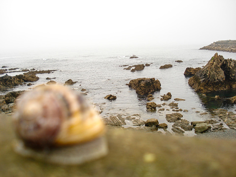 Snail of brown and black bands moving slowly on wooden railing with bottom of view to the sea.